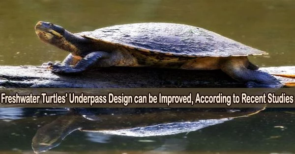 Freshwater Turtles’ Underpass Design can be Improved, According to Recent Studies