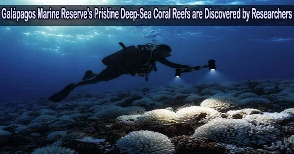 Galápagos Marine Reserve’s Pristine Deep-Sea Coral Reefs are Discovered by Researchers