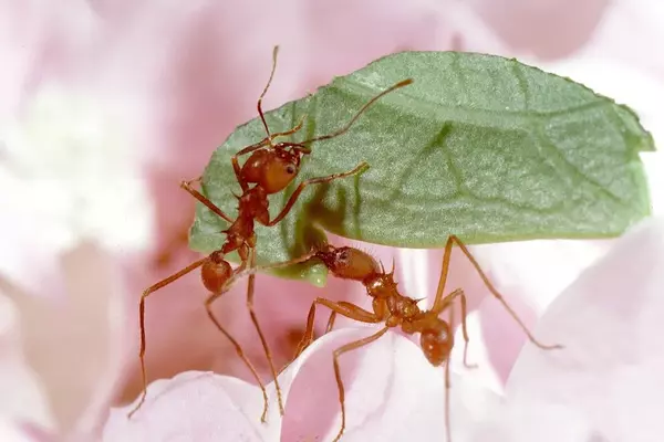 How fungus-farming ants keep their gardens healthy