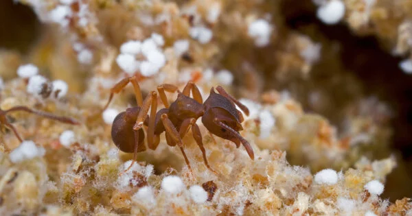 How Fungus Farming Ants Maintain the Health of their Gardens