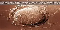 How Proteins Shield Sperm from Mammals as they Go to the Egg Cell
