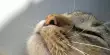 How the Cat’s Nose detects what it Smells
