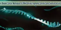 In Bladder Cancer, Methylation of tRNA-Derived Fragments Controls Gene Silencing Activity