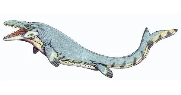 Jurassic Fossils Discovered in Texas