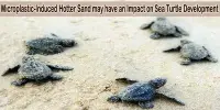 Microplastic-Induced Hotter Sand may have an Impact on Sea Turtle Development