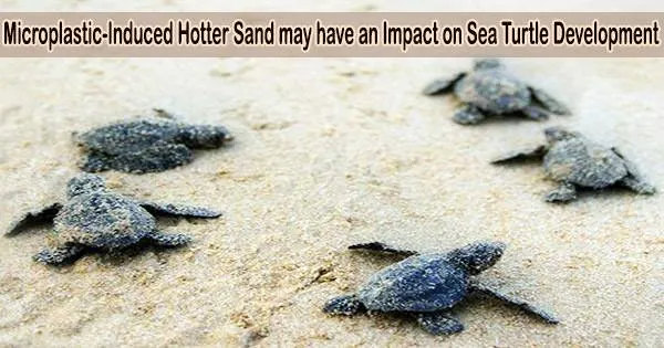 Microplastic-Induced Hotter Sand may have an Impact on Sea Turtle Development