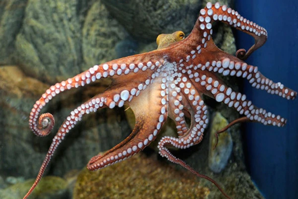 Octopuses rewire their brains to adapt to seasonal temperature shifts