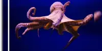 Octopus Brains Rewire to Adapt to Seasonal Temperature Changes