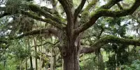 Older Trees have more Mutations than Younger Trees