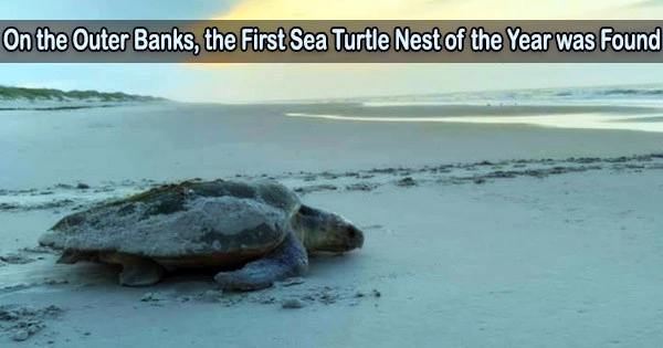 On the Outer Banks, the First Sea Turtle Nest of the Year was Found