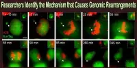Researchers Identify the Mechanism that Causes Genomic Rearrangements