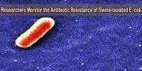 Researchers Monitor the Antibiotic Resistance of Swine-Isolated E. coli