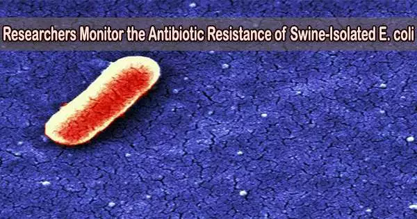 Researchers Monitor the Antibiotic Resistance of Swine-Isolated E. coli