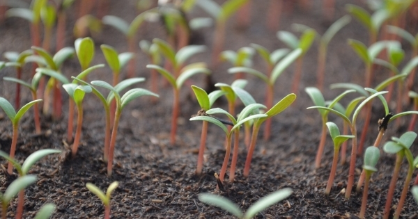 Roots can Measure Heat on their Own