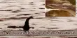 The Mystery of the Eel Relation to the Loch Ness Monster