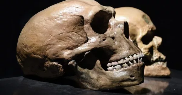 The Nose Shape Gene was Inherited from Neanderthals