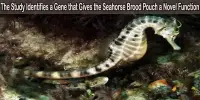 The Study Identifies a Gene that Gives the Seahorse Brood Pouch a Novel Function