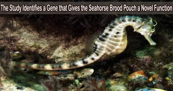 The Study Identifies a Gene that Gives the Seahorse Brood Pouch a Novel Function