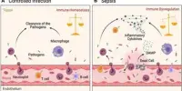 Treatment of Sepsis with Nanoparticles that Target Particular Immune Cells Appears Promising