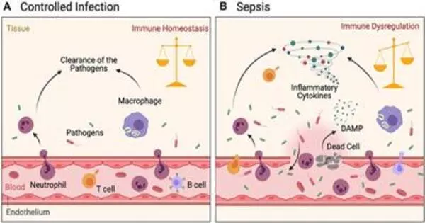 Treatment of Sepsis with Nanoparticles that Target Particular Immune Cells Appears Promising
