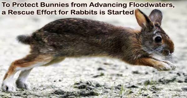 To Protect Bunnies from Advancing Floodwaters, a Rescue Effort for Rabbits is Started