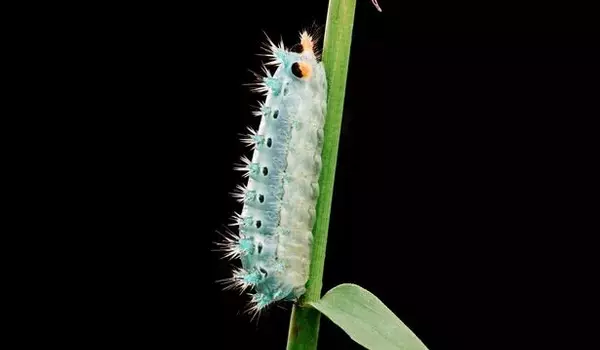 Caterpillar venom study reveals toxins borrowed from bacteria