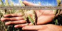 When Controlling Fusarium Head Blight in Winter Barley, Timing is Important