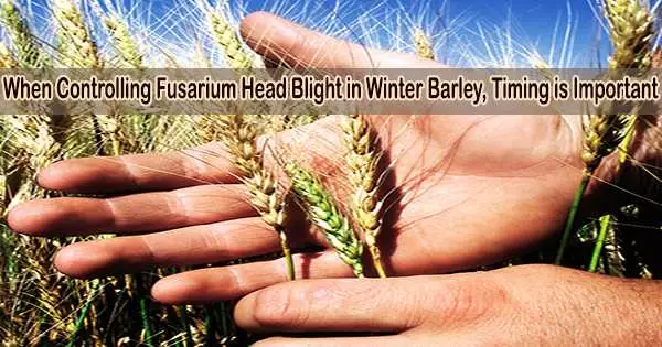 When Controlling Fusarium Head Blight in Winter Barley, Timing is Important
