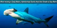 When Hunting in Deep Waters, Hammerhead Sharks Hold their Breath to Stay Warm