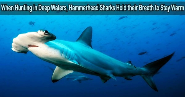 When Hunting in Deep Waters, Hammerhead Sharks Hold their Breath to Stay Warm