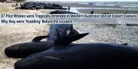 97 Pilot Whales were Tragically Stranded in Western Australia, and an Expert Explains Why they were ‘Huddling’ Before the Incident