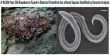A 46,000-Year-Old Roundworm Found in Siberian Permafrost has a Novel Species Identified by Genome Analysis