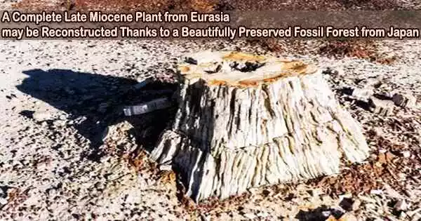 A Complete Late Miocene Plant from Eurasia may be Reconstructed Thanks to a Beautifully Preserved Fossil Forest from Japan