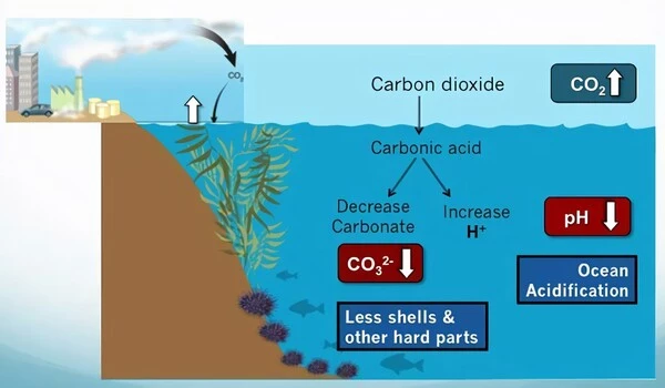 How to prepare for ocean acidification, a framework