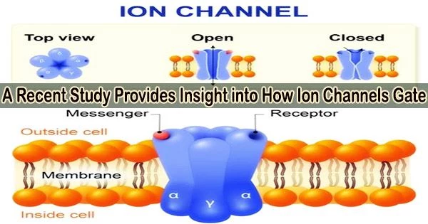 A Recent Study Provides Insight into How Ion Channels Gate