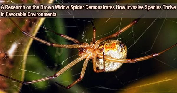 A Research on the Brown Widow Spider Demonstrates How Invasive Species Thrive in Favorable Environments