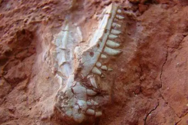 Unusual fossil shows rare evidence of a mammal attacking a dinosaur