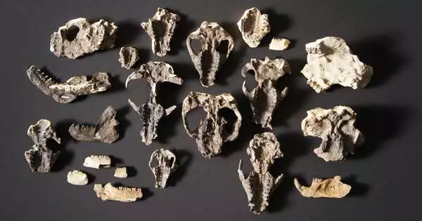 A Strange Fossil Reveals Rare Evidence of a Mammal Attacking a Dinosaur