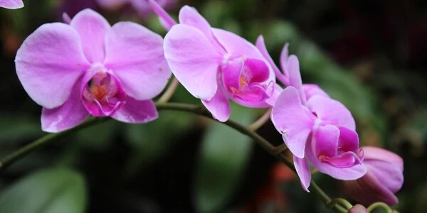 Global cooling caused diversity of species in orchids, confirms study