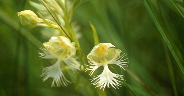 A Study Reveals that Global Cooling Caused the Diversity of Orchid Species