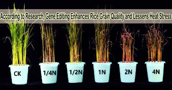 According to Research, Gene Editing Enhances Rice Grain Quality and Lessens Heat Stress