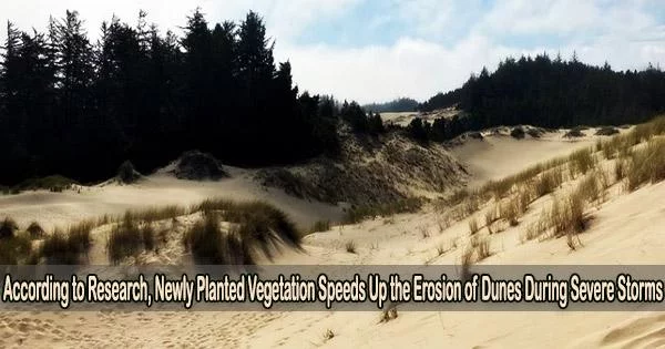 According to Research, Newly Planted Vegetation Speeds Up the Erosion of Dunes During Severe Storms