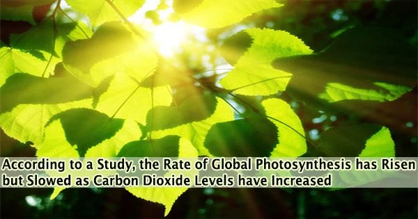 According to a Study, the Rate of Global Photosynthesis has Risen but Slowed as Carbon Dioxide Levels have Increased