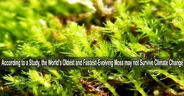 According to a Study, the World’s Oldest and Fastest-Evolving Moss may not Survive Climate Change