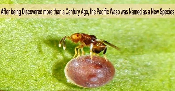 After being Discovered more than a Century Ago, the Pacific Wasp was Named as a New Species