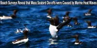 Beach Surveys Reveal that Mass Seabird Die-offs were Caused by Marine Heat Waves