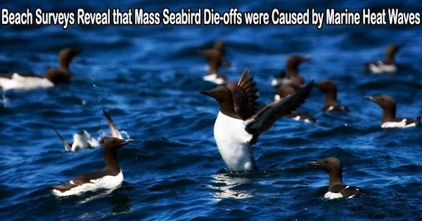 Beach Surveys Reveal that Mass Seabird Die-offs were Caused by Marine Heat Waves
