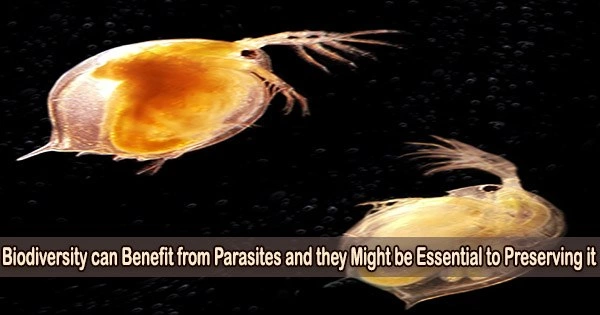 Biodiversity can Benefit from Parasites and they Might be Essential to Preserving it