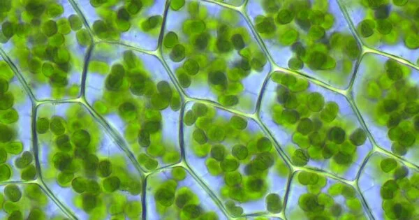Chemists Figure out why Photosynthetic Light Harvesting is so Effective