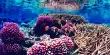 Climate Resistance In The Pacific Coral Reef Is At An All-time High